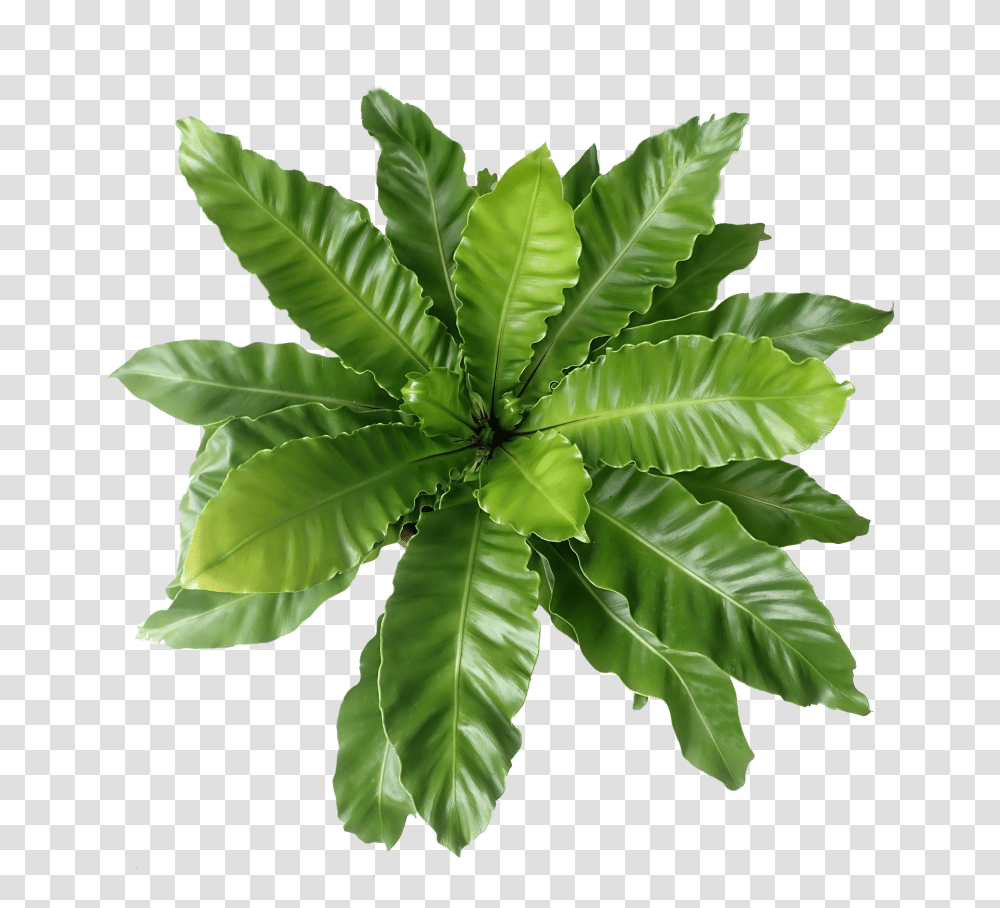 Fern, Leaf, Plant, Herbal, Herbs Transparent Png