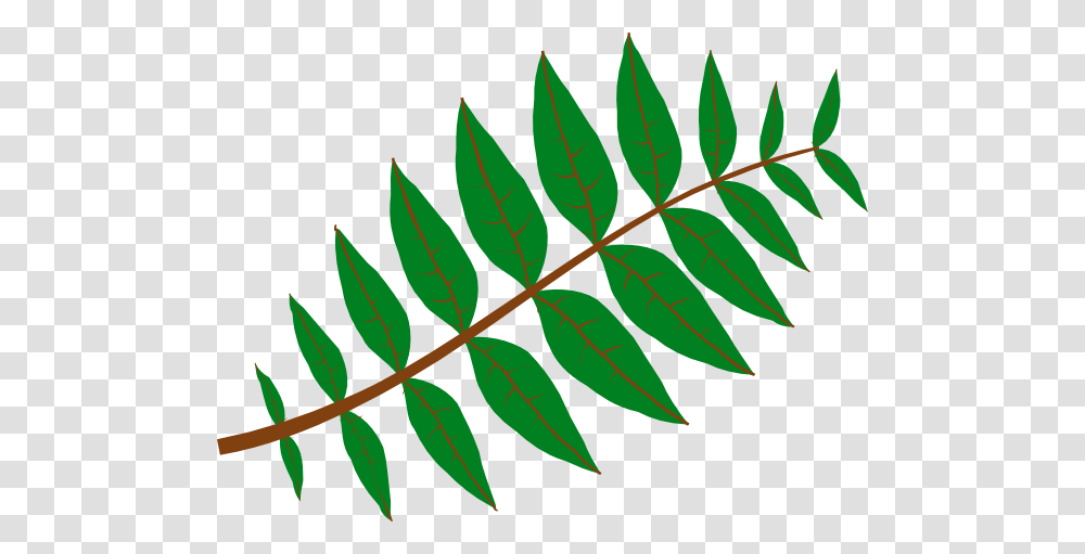 Fern Leaf, Plant, Pattern Transparent Png