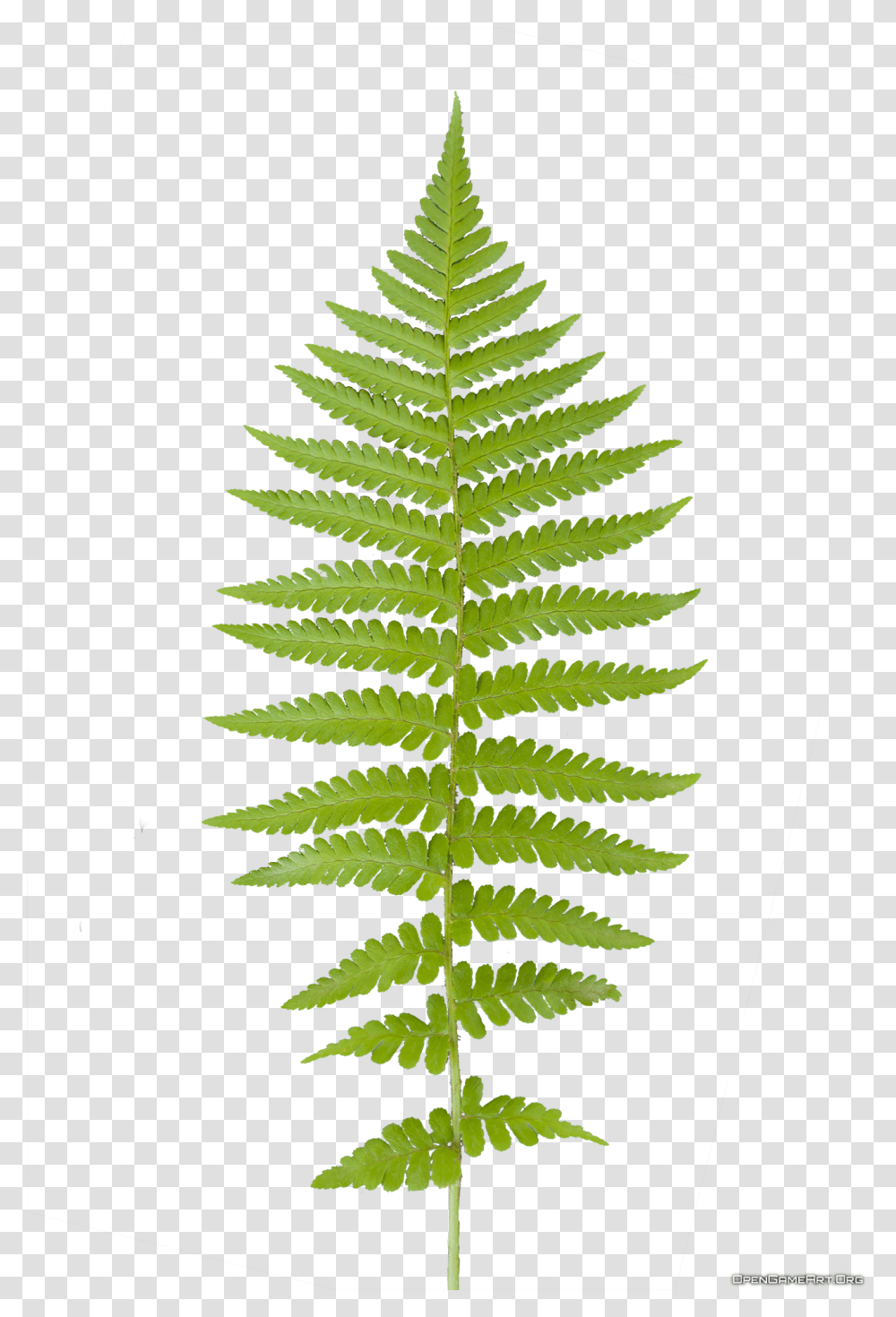 Fern Leaf, Plant Transparent Png