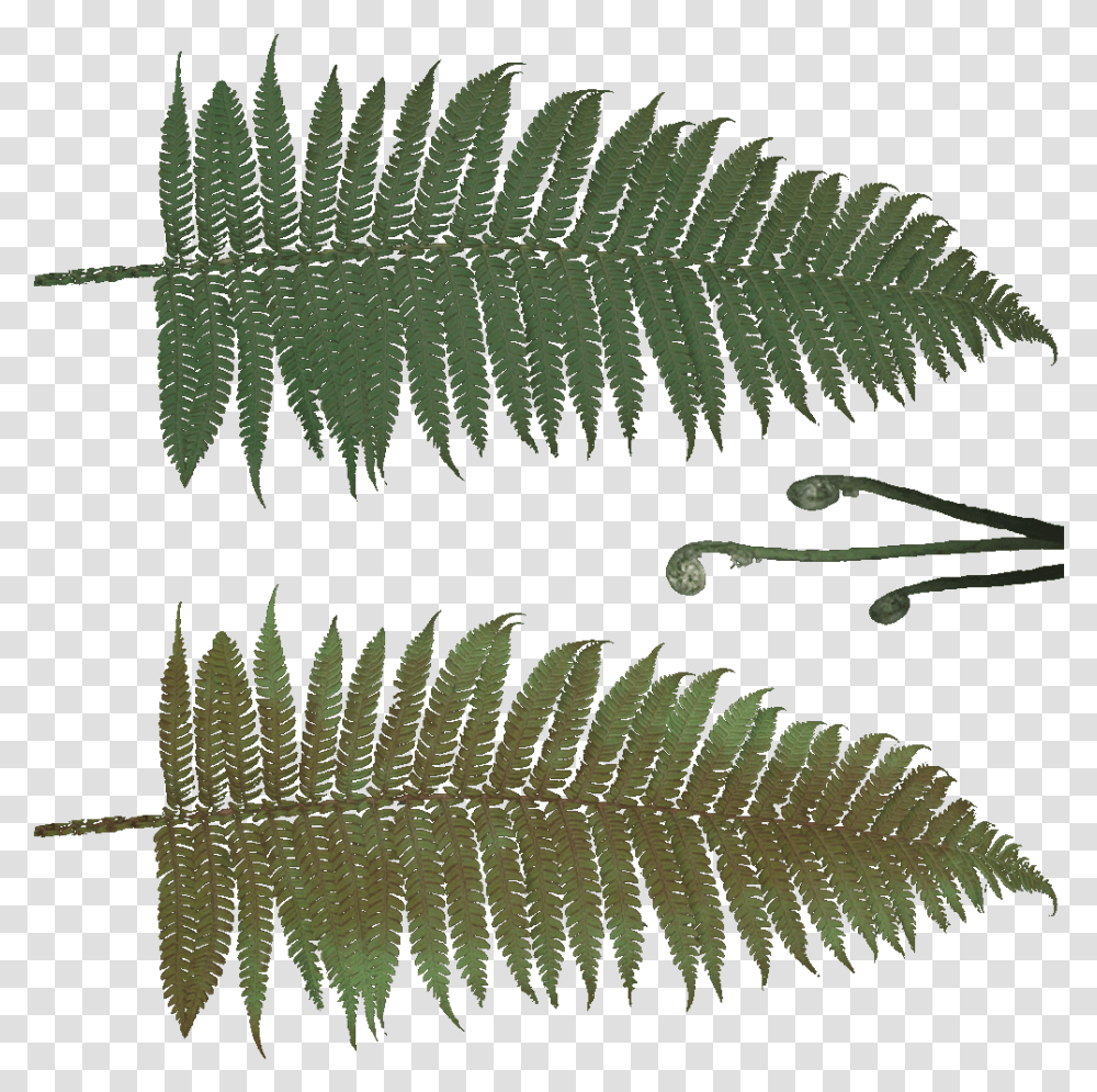 Fern Leaf Texture, Plant, Rug Transparent Png