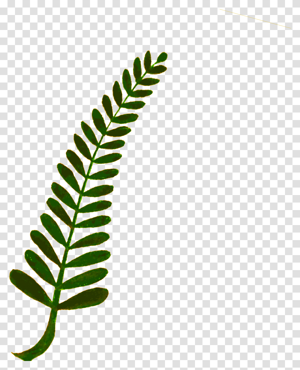 Fern Leaves Clipart, Green, Plant, Leaf, Flower Transparent Png