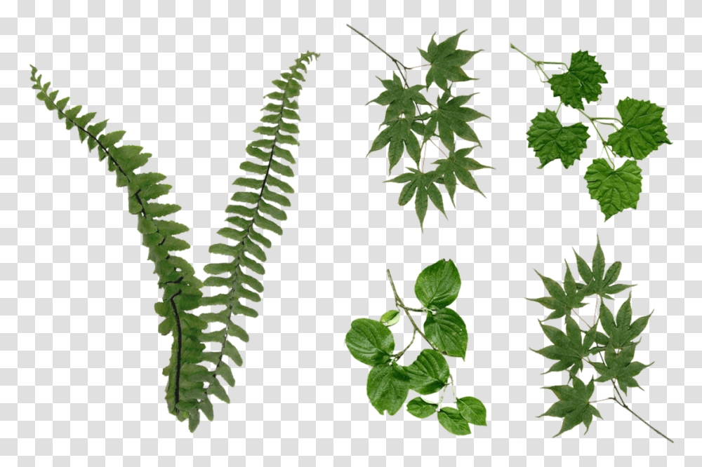 Fern Leaves Foliage Stock 2081 Foliage, Leaf, Plant, Screw, Machine Transparent Png