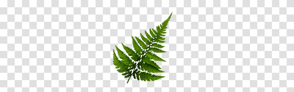 Fern Pattern, Plant, Green, Leaf Transparent Png