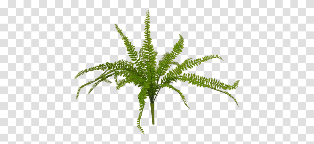 Fern, Plant, Aloe, Leaf Transparent Png