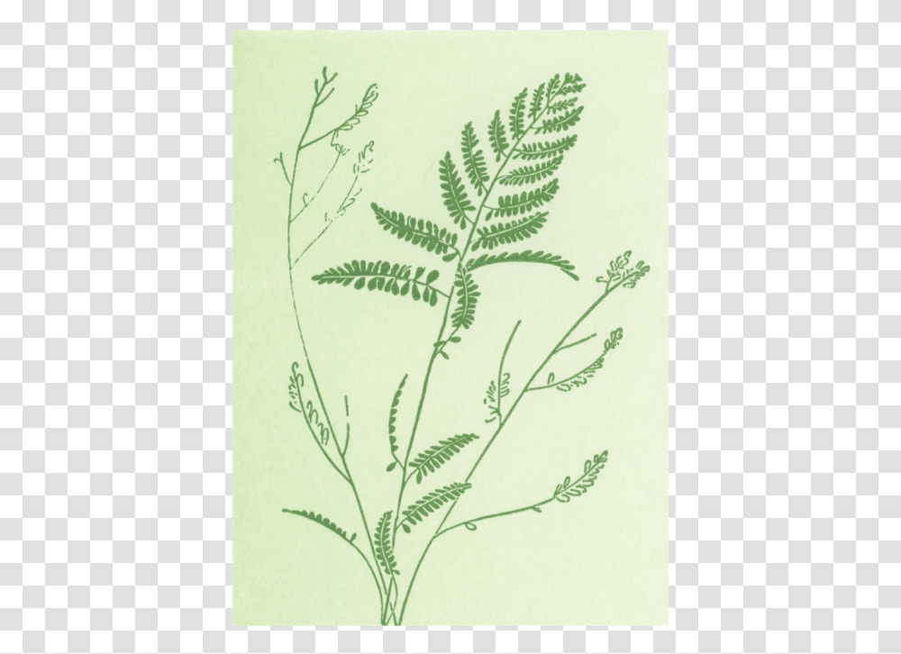 Fern, Plant, Astragalus, Flower, Blossom Transparent Png