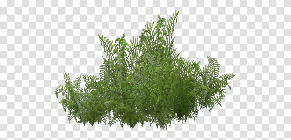 Fern, Plant, Bush, Vegetation, Moss Transparent Png