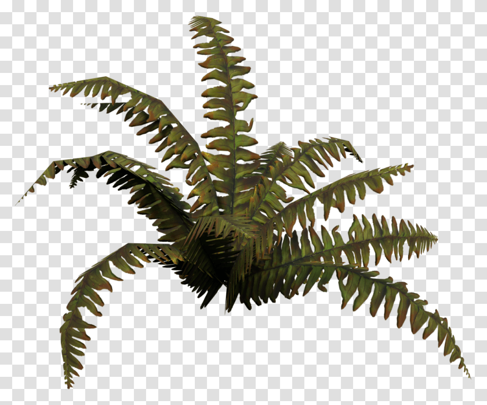 Fern, Plant, Dinosaur, Reptile, Animal Transparent Png