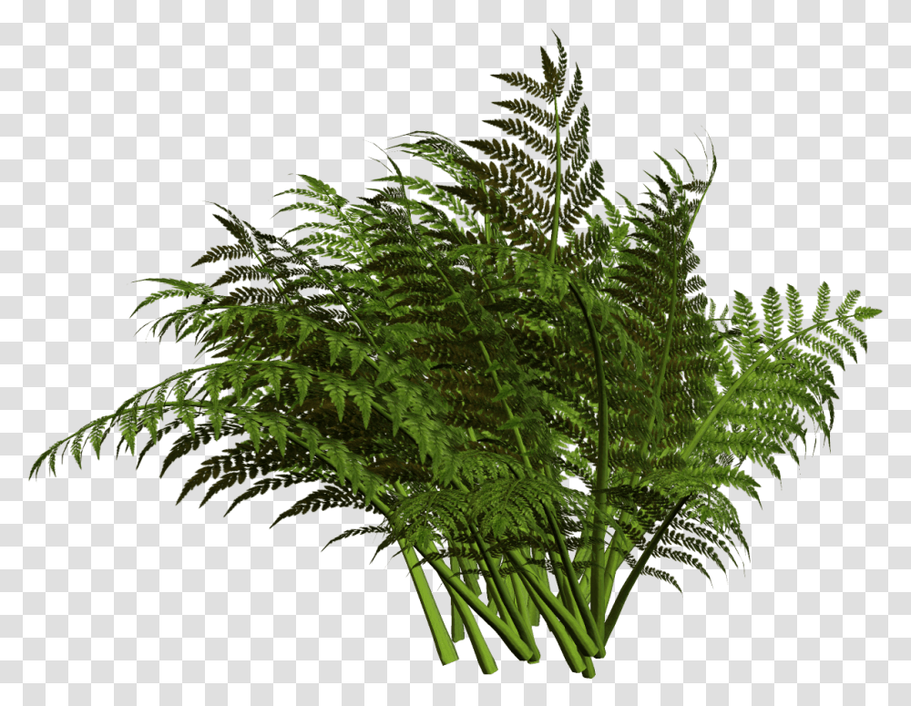 Fern Plant Ferns Transparent Png