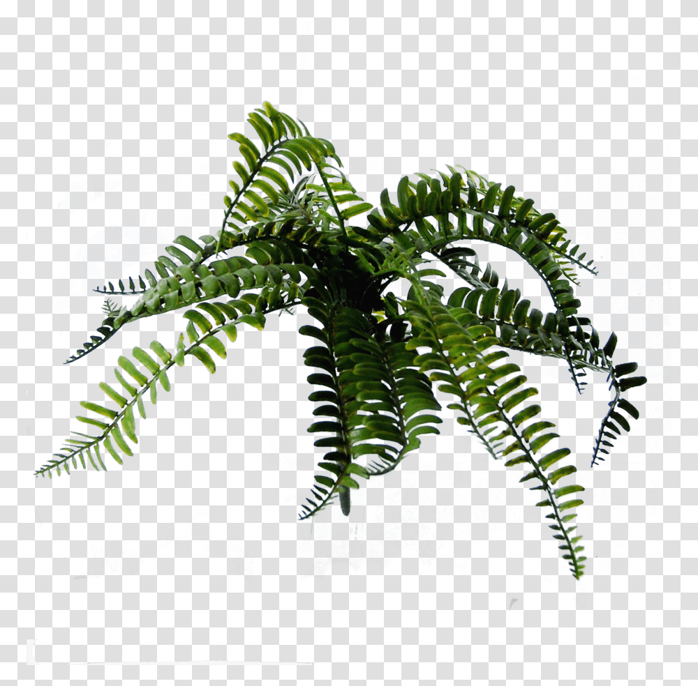 Fern, Plant, Green, Flower, Blossom Transparent Png