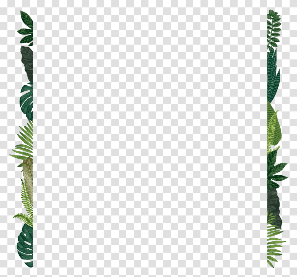 Fern, Plant, Green, Leaf, Vegetation Transparent Png