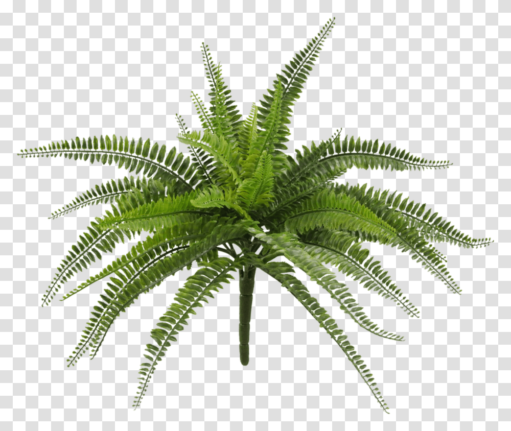 Fern, Plant, Leaf, Aloe Transparent Png