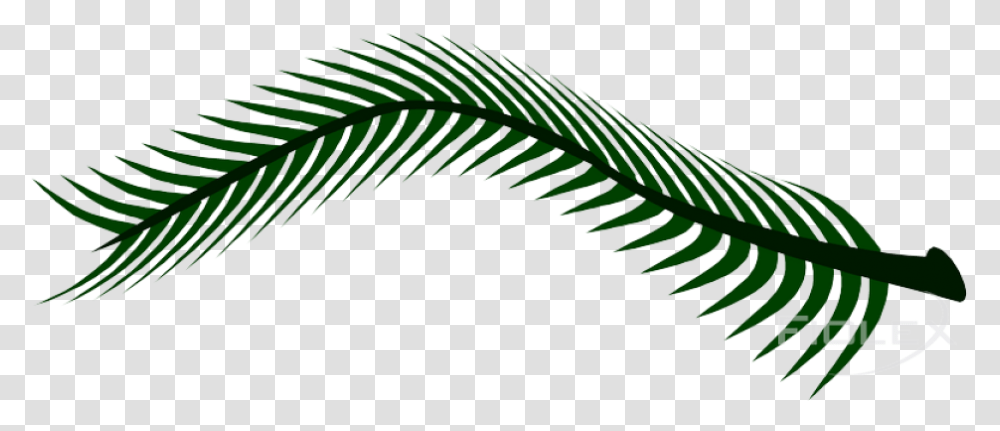 Fern, Plant, Leaf, Flower, Blossom Transparent Png