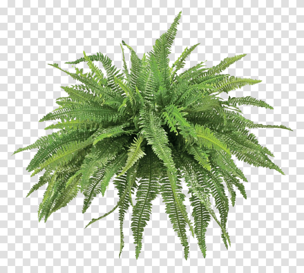 Fern Plant, Leaf, Potted Plant, Vase, Jar Transparent Png