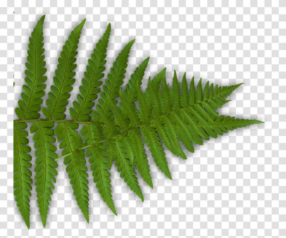 Fern, Plant, Leaf Transparent Png