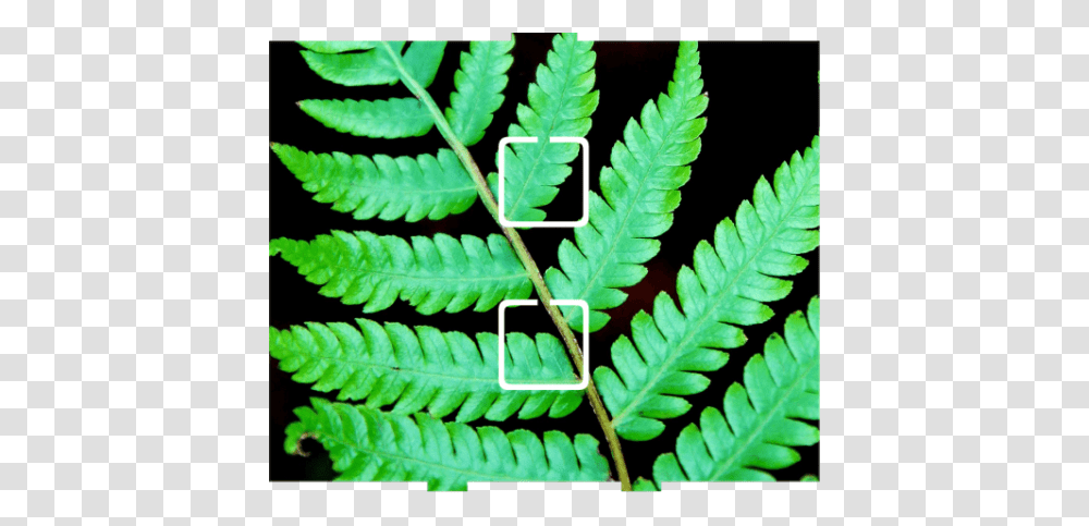 Fern, Plant, Leaf Transparent Png