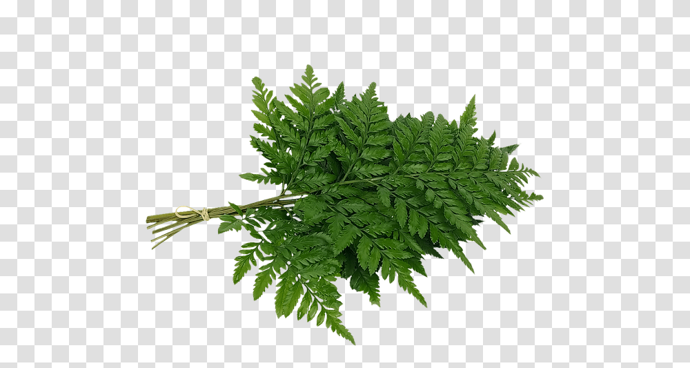 Fern, Plant, Leaf Transparent Png