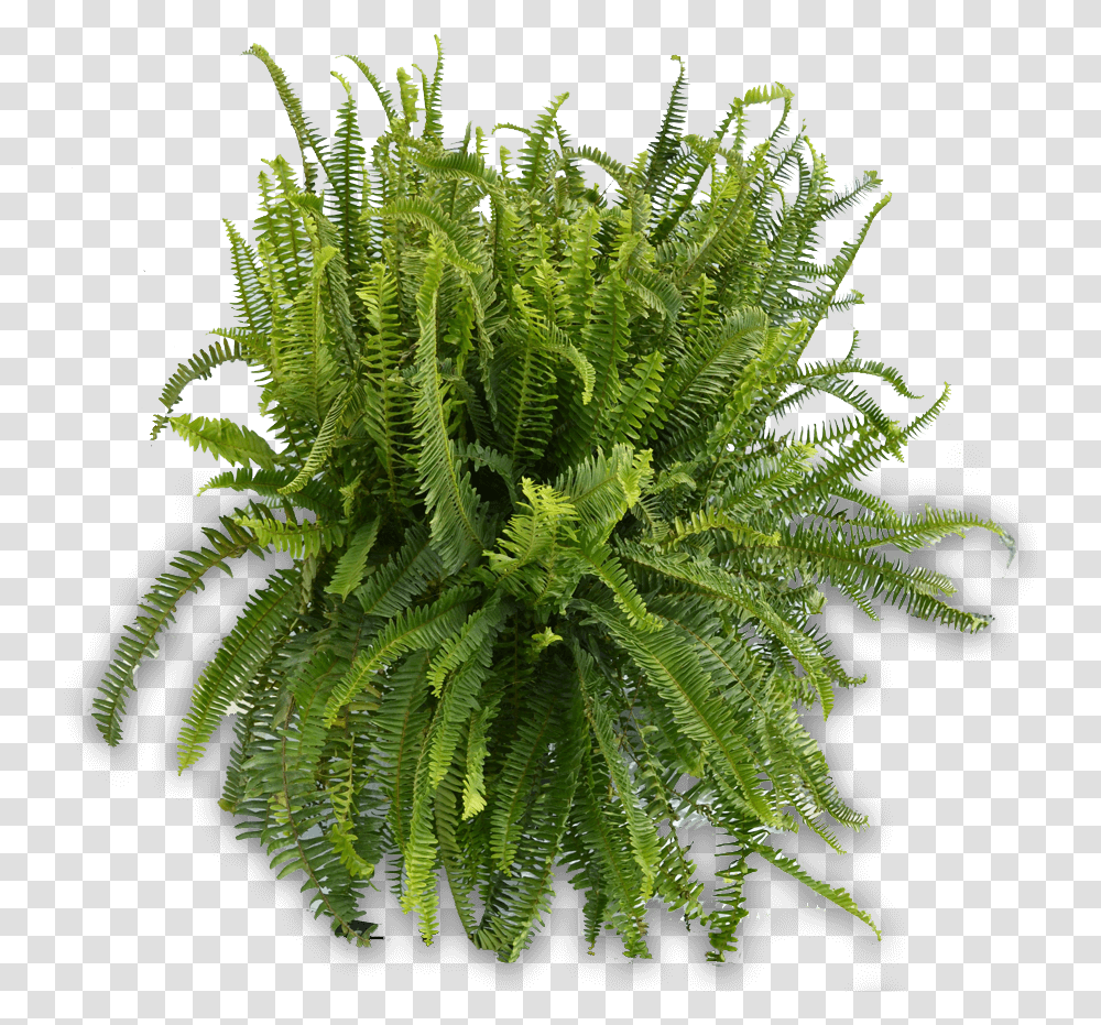 Fern, Plant, Moss, Bush, Vegetation Transparent Png