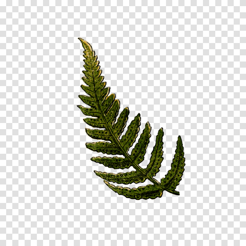 Fern, Plant, Pineapple, Fruit, Food Transparent Png