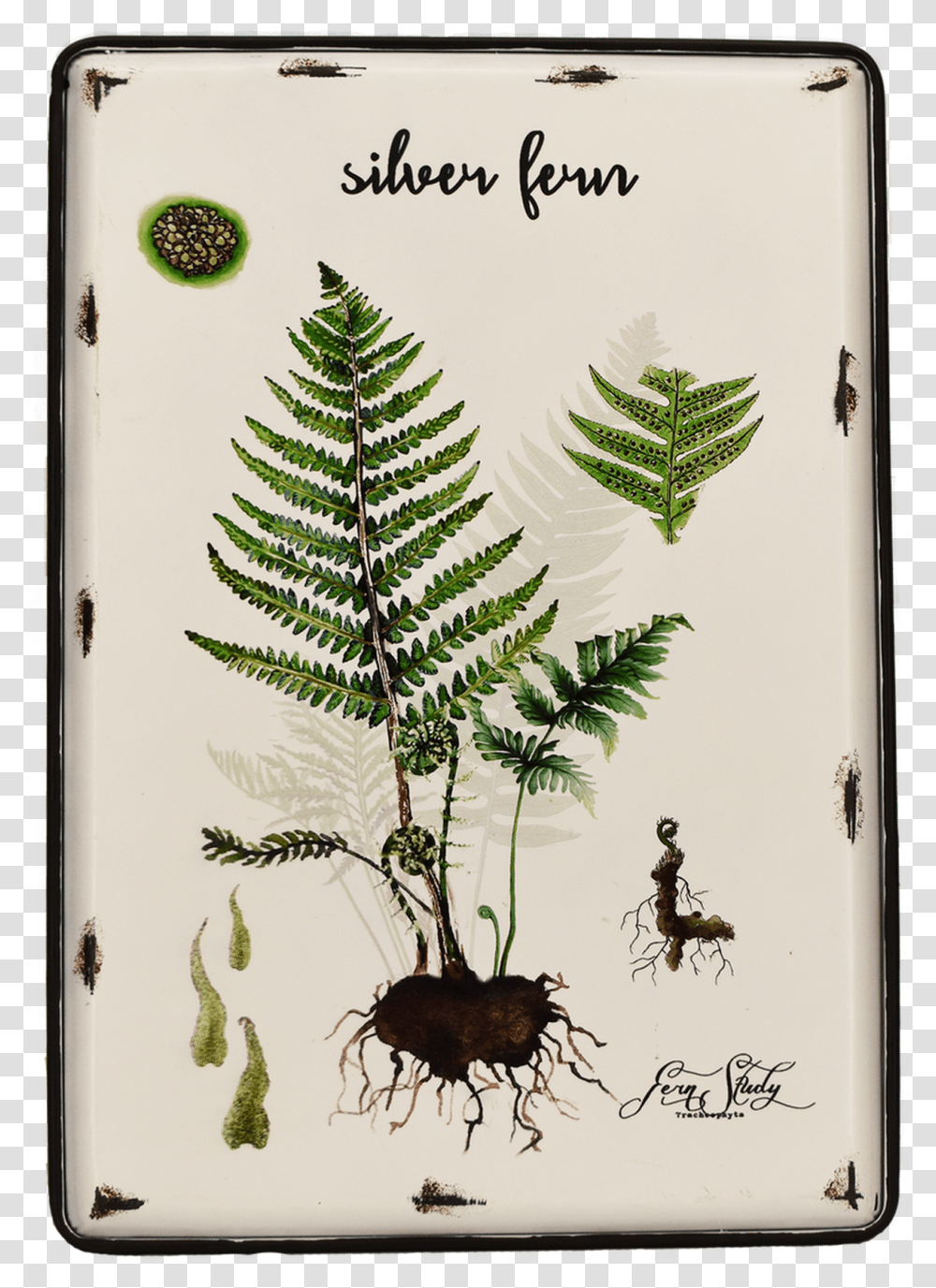 Fern, Plant, Spider, Floral Design Transparent Png