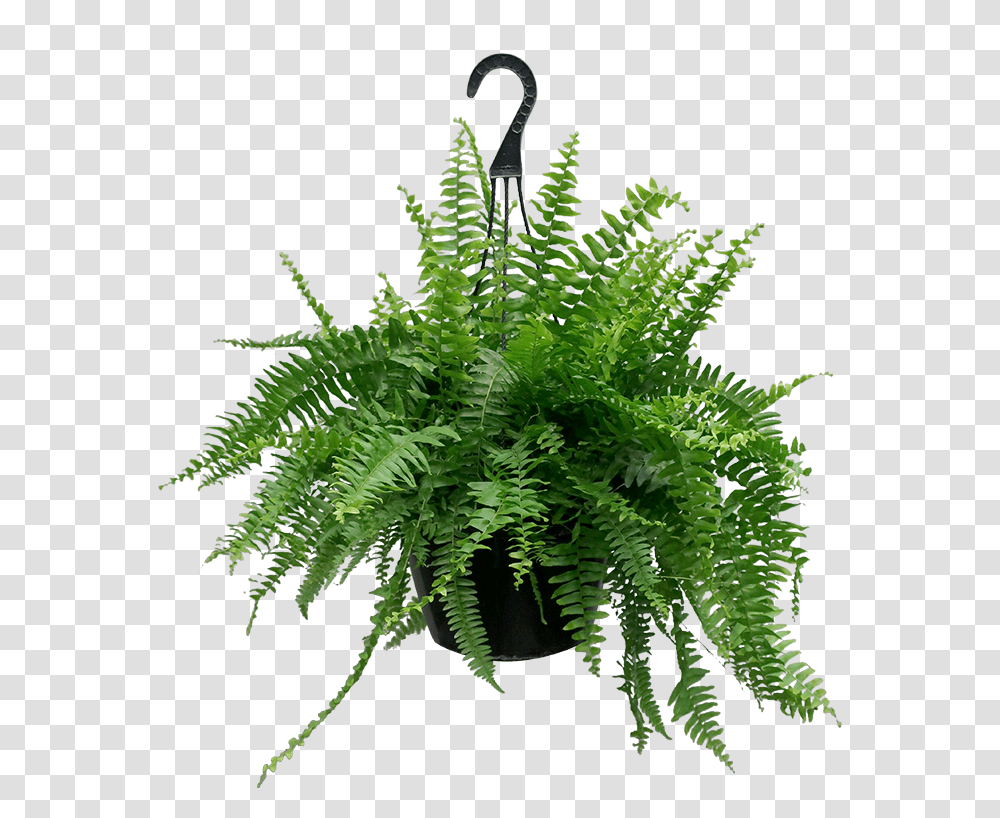 Fern, Plant Transparent Png
