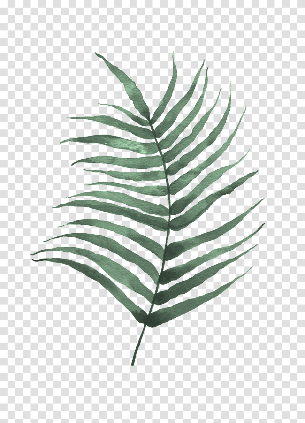 Fern Print Duo, Plant, Leaf, Green, Flower Transparent Png