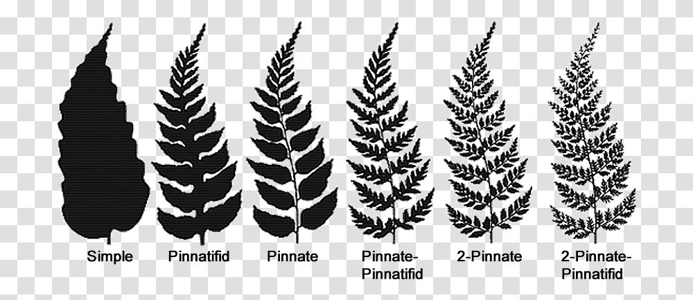 Fern Structure Fern Leaf Types, Plant, Tree, Spider Web, Pattern Transparent Png