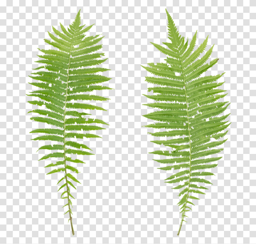 Fern Texture, Leaf, Plant, Green, Rug Transparent Png