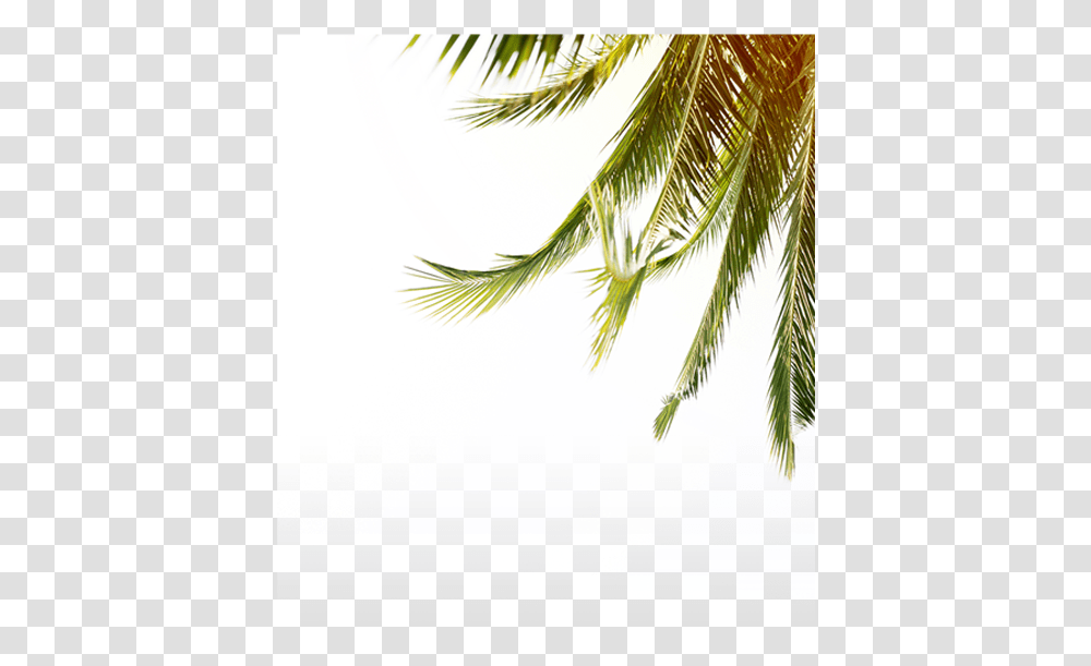Fern, Tree, Plant, Palm Tree, Arecaceae Transparent Png
