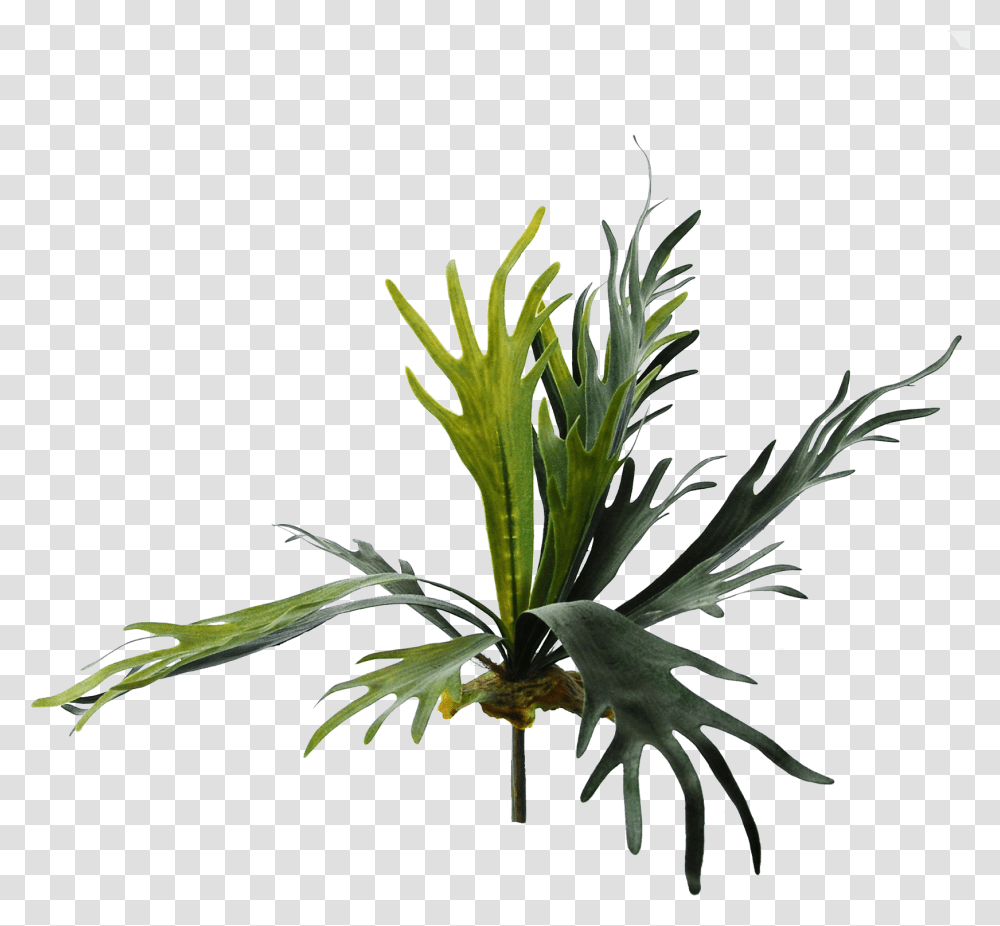 Fern, Tree, Plant, Palm Tree, Conifer Transparent Png