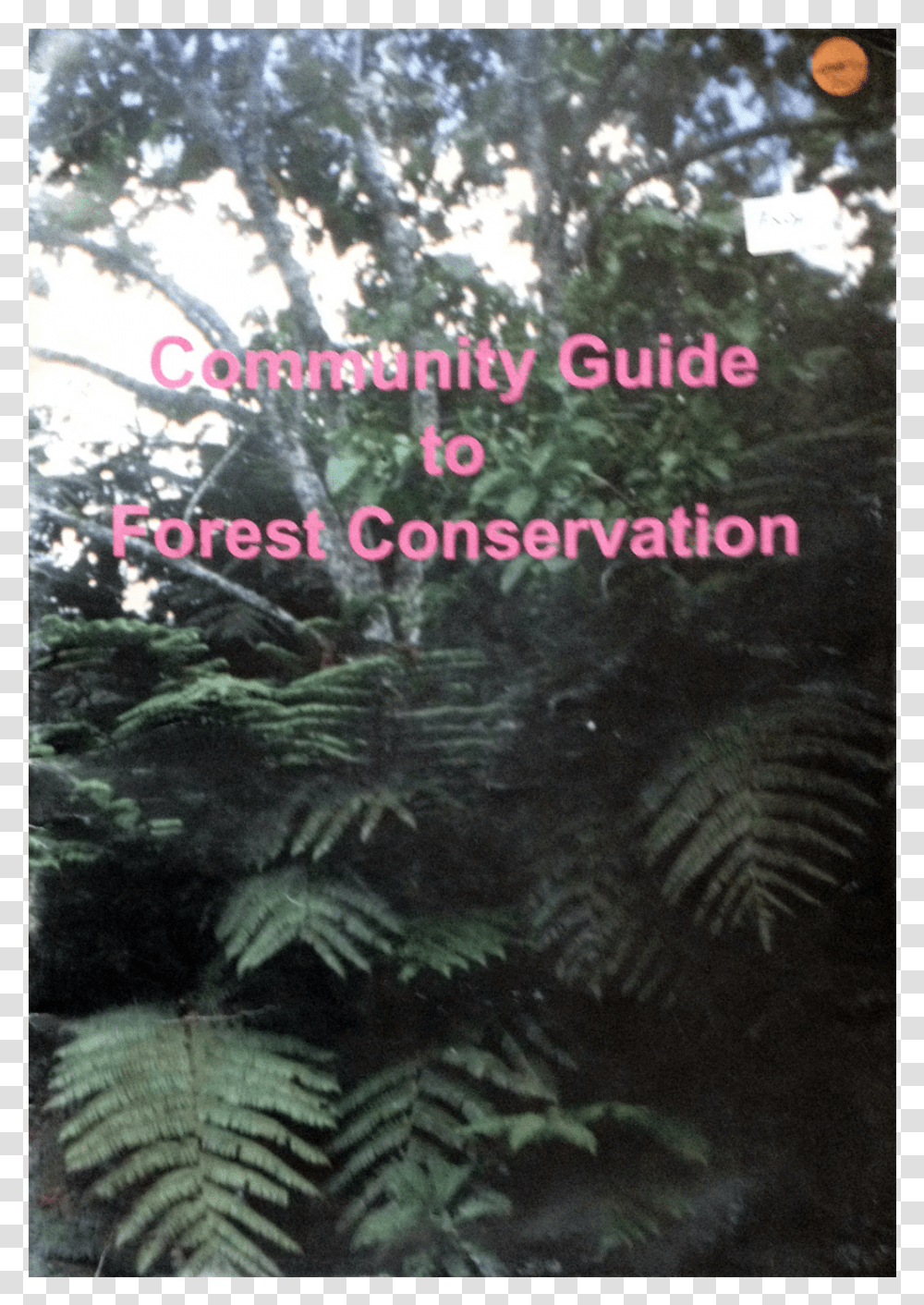Fern, Vegetation, Plant, Tree, Rainforest Transparent Png