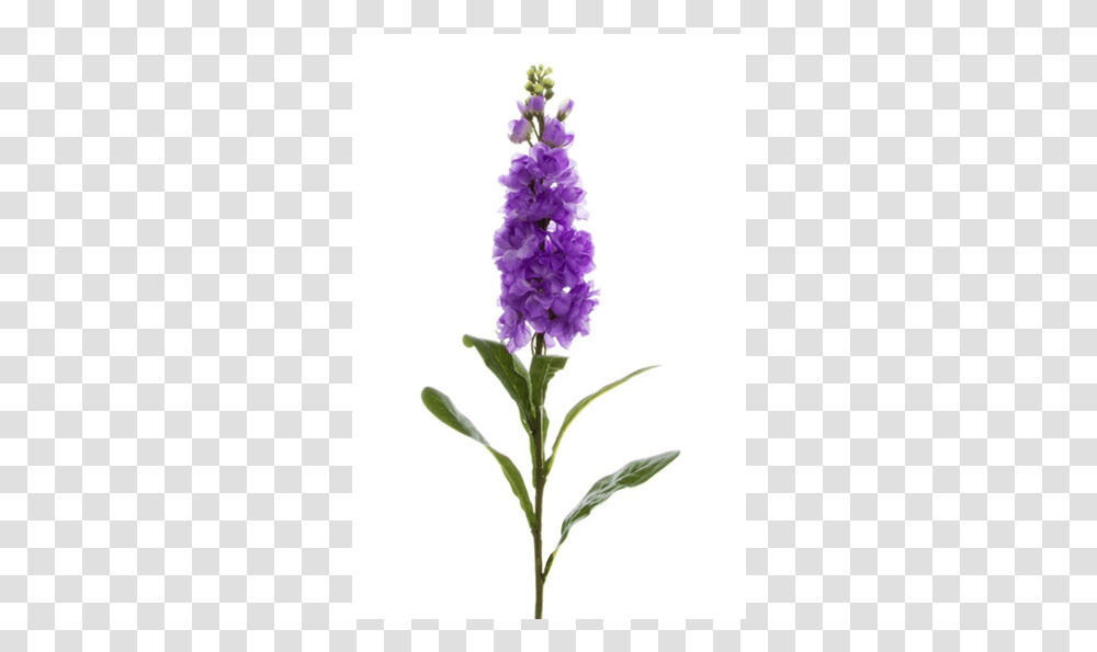 Fernleaf Lavender, Plant, Flower, Blossom, Lilac Transparent Png