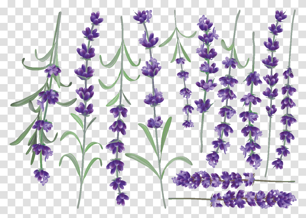 Fernleaf Lavender, Plant, Flower, Blossom, Pattern Transparent Png