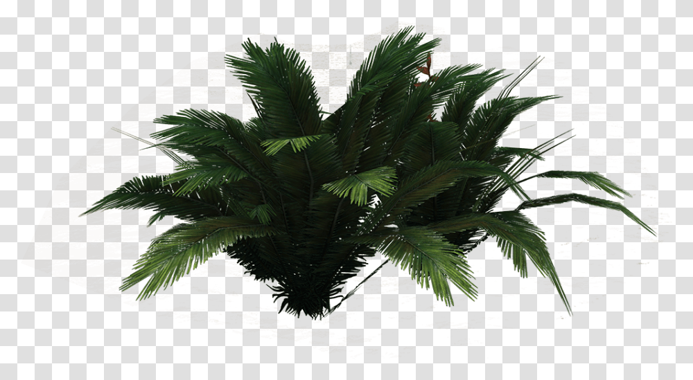 Ferns Clipart Borassus Flabellifer, Plant, Tree, Palm Tree, Leaf Transparent Png
