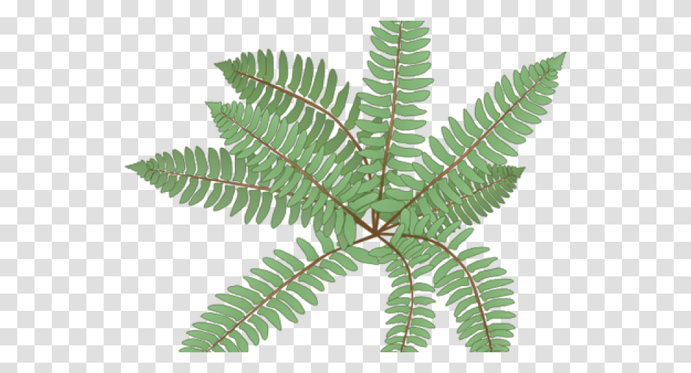 Ferns Clipart Fern, Plant, Leaf Transparent Png