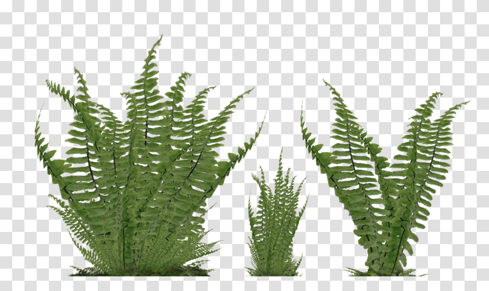 Ferns Fern, Leaf, Plant, Weed Transparent Png