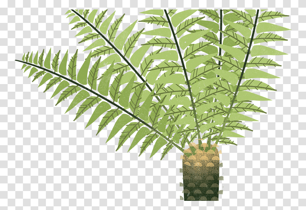 Ferns Fern Tree Cartoon, Plant Transparent Png