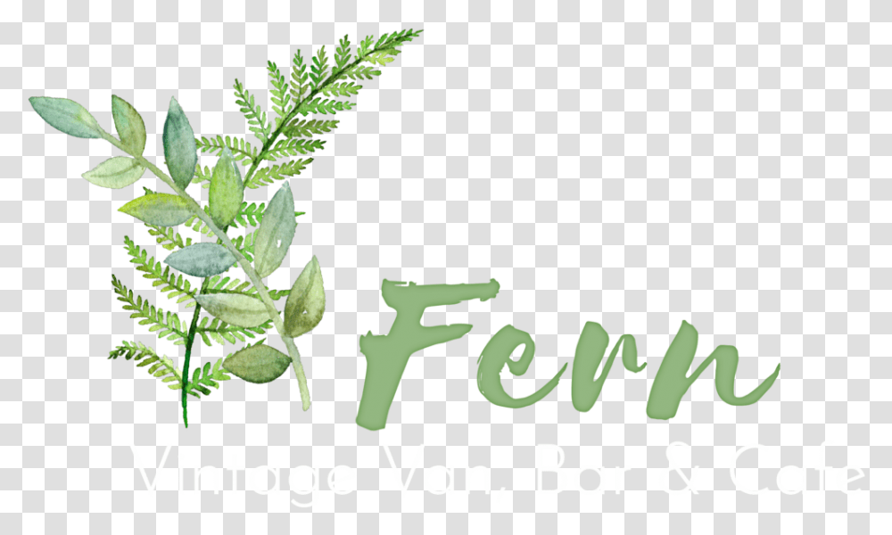 Ferns, Leaf, Plant, Flower Transparent Png