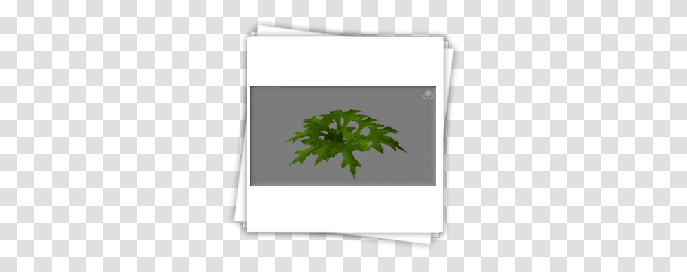 Ferns, Plant, Tree, Leaf, Screen Transparent Png