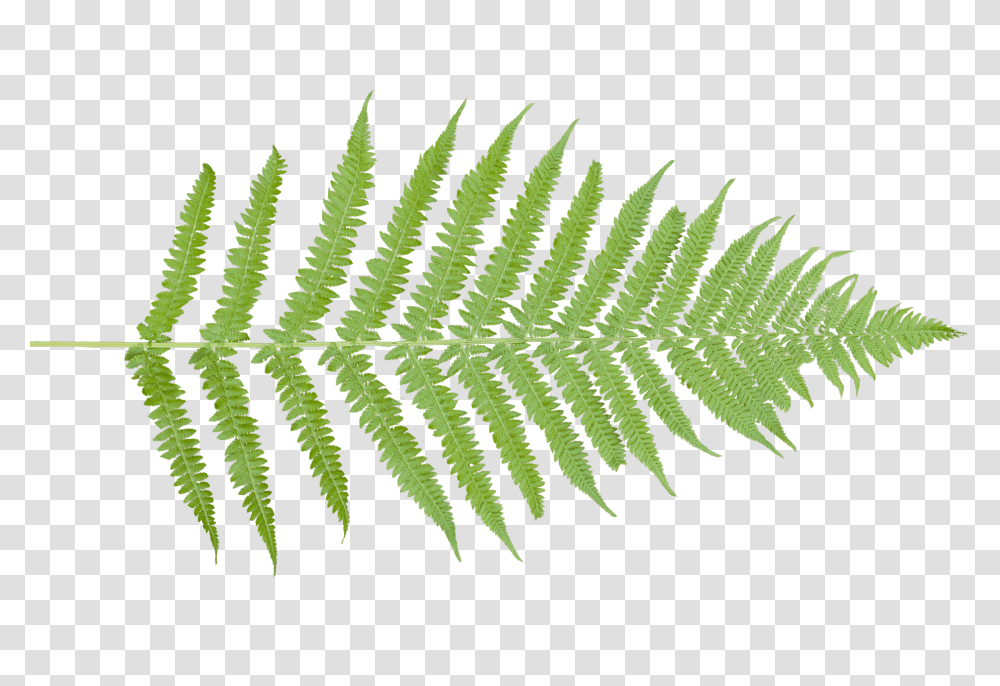 Ferns Vertical, Plant, Leaf Transparent Png
