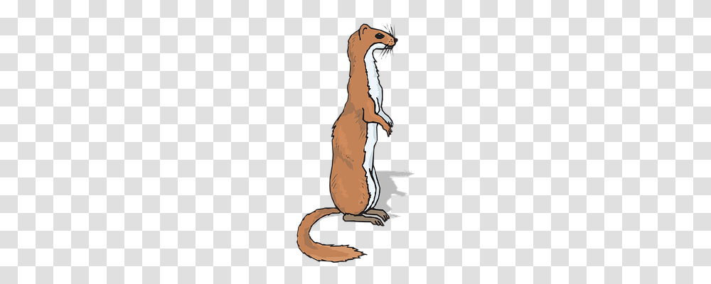 Ferret Nature, Mammal, Animal, Wildlife Transparent Png