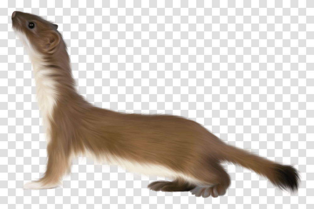 Ferret, Animals, Hound, Dog, Pet Transparent Png