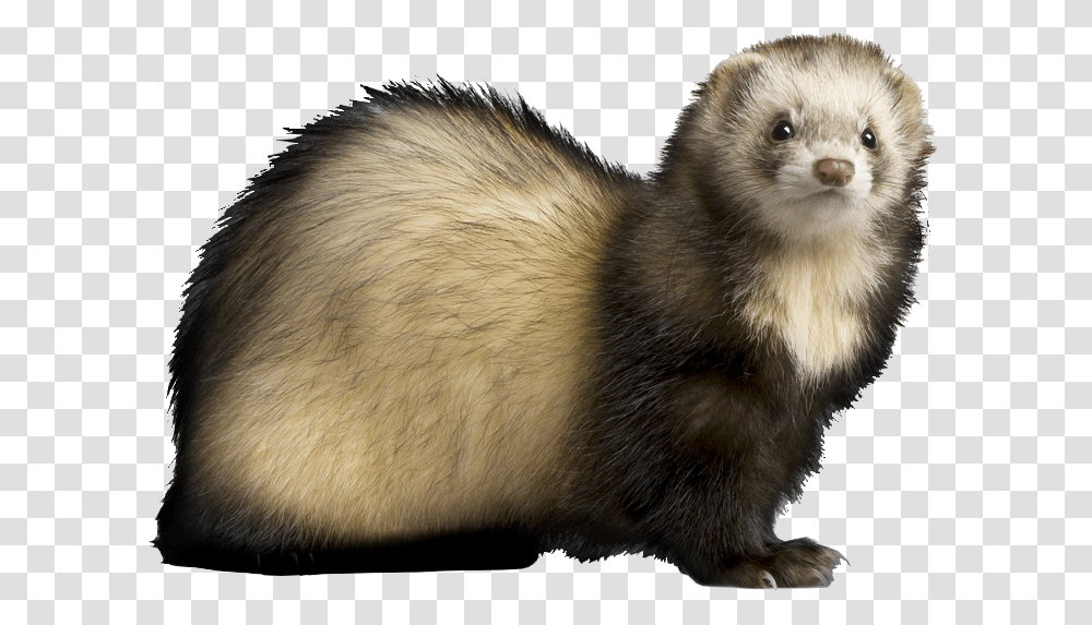 Ferret, Animals, Mammal, Bird, Cat Transparent Png