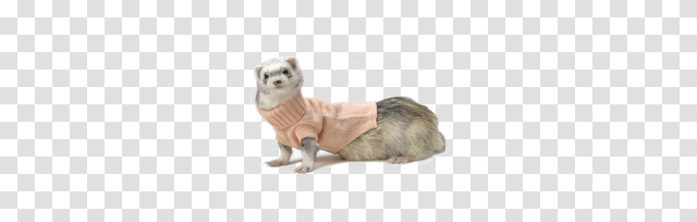 Ferret, Animals, Mammal, Cat, Pet Transparent Png