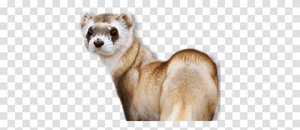 Ferret, Animals, Mammal, Cat, Pet Transparent Png