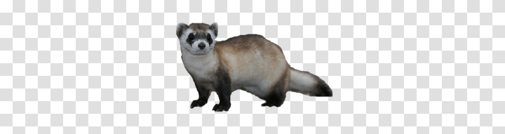 Ferret, Animals, Mammal, Pet, Bear Transparent Png