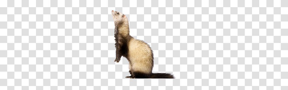 Ferret, Animals, Mammal, Rat, Rodent Transparent Png