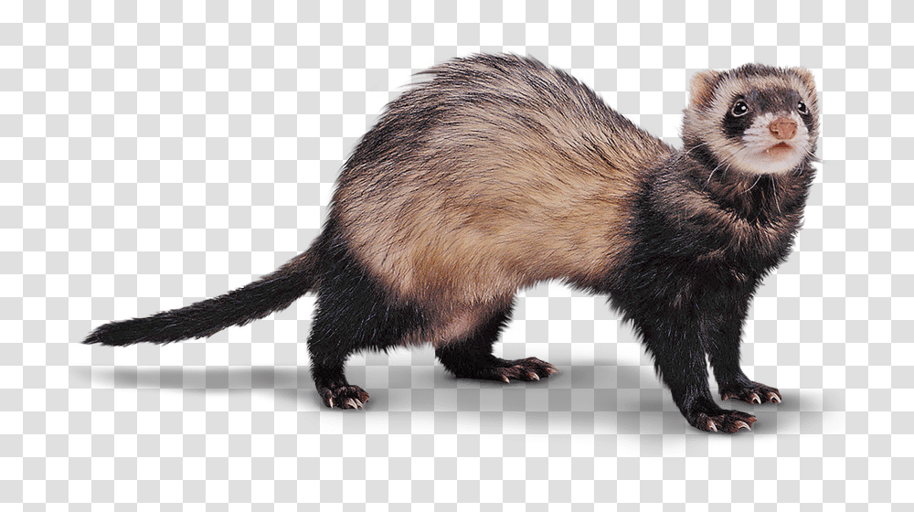 Ferret, Animals, Mammal, Rat, Rodent Transparent Png