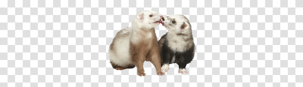 Ferret, Animals, Mammal, Rat, Rodent Transparent Png