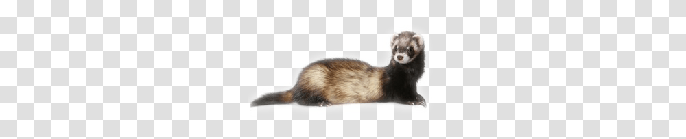 Ferret, Animals, Rat, Rodent, Mammal Transparent Png