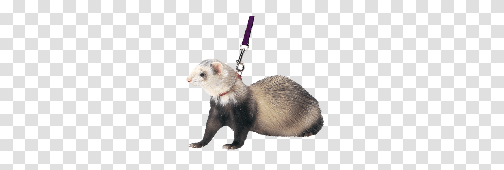 Ferret, Animals, Rat, Rodent, Mammal Transparent Png